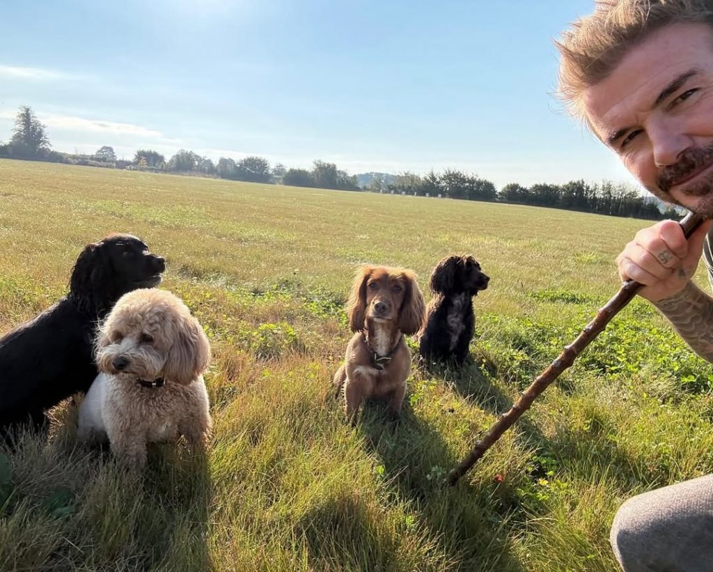 David Beckham wird Chefredakteur eines Magazins über das Landleben