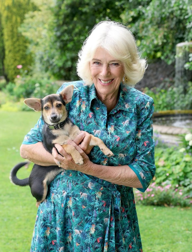 Königin Camilla wird 78: Buckingham-Palast veröffentlicht neues offizielles Porträt der Königsgemahlin