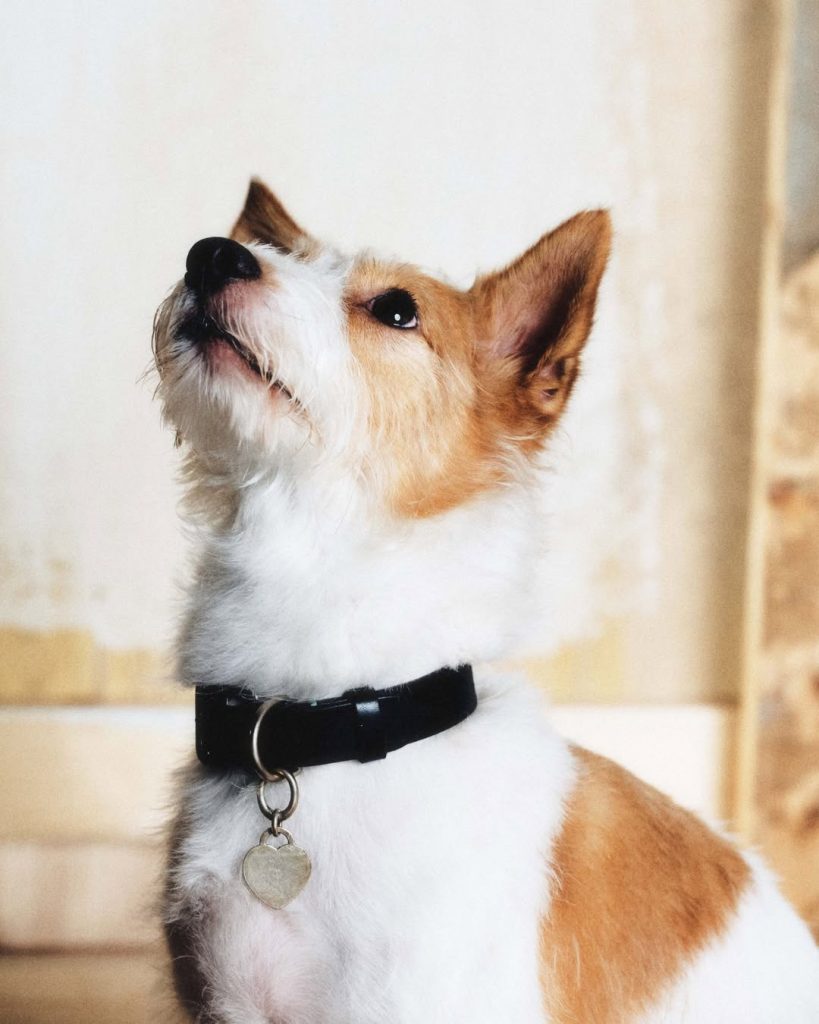 Sabrina Carpenter’s, Maluma’s, and Rosé’s Dogs Grace the Cover of DOGUE