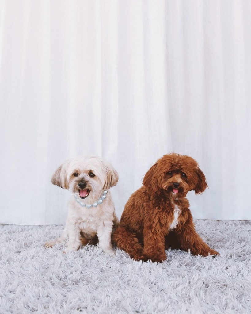 Sabrina Carpenter’s, Maluma’s, and Rosé’s Dogs Grace the Cover of DOGUE