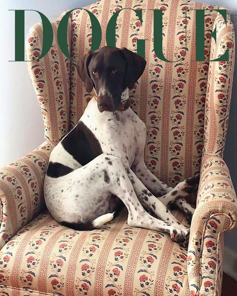 Sabrina Carpenter’s, Maluma’s, and Rosé’s Dogs Grace the Cover of DOGUE