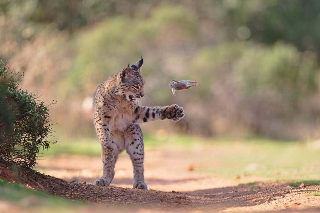Österreicher Josef Stefan zum Wildlife Photographer of the Year gekürt