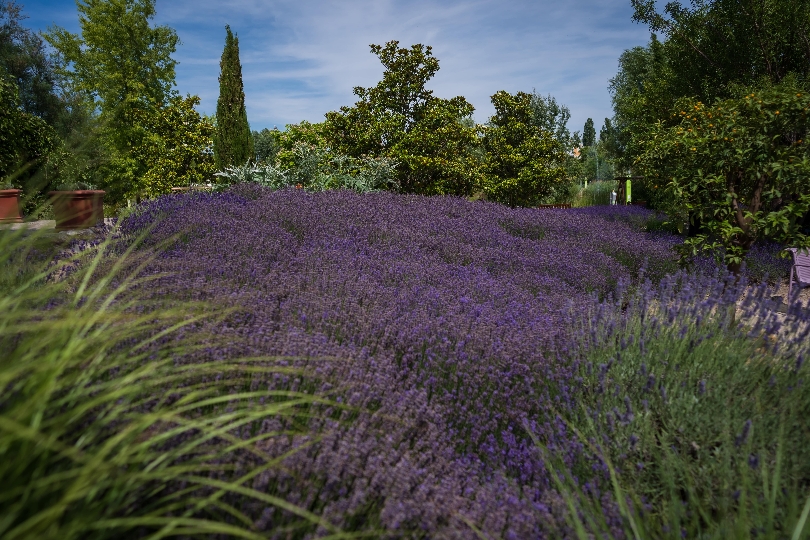 Der Duft der Provence in Wien: Im gr&ouml;&szlig;ten Blumengarten der Stadt findet das Lavendelfestival statt