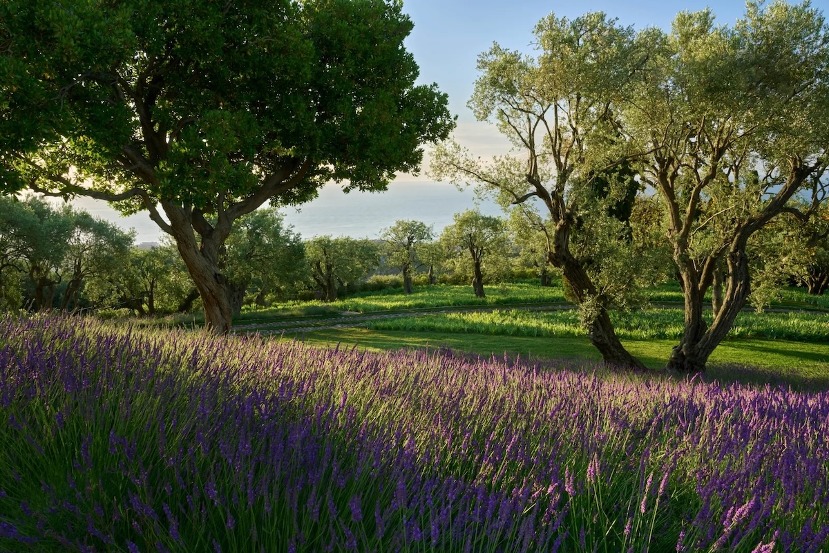 Lavendel, Iris und 800 Jahre alte Olivenb&auml;ume: Chanel zeigt die restaurierte Residenz von Coco Chanel